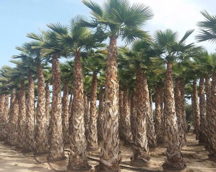 Washingtonia robusta palmbomen met wortelkluit